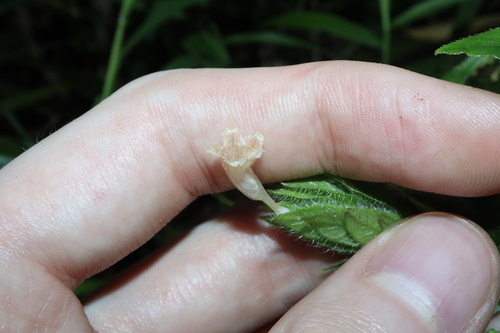 Image of Hemigraphis Ciliata (Hemigraphis ciliata) by (c) Thomas Mesaglio, some rights reserved (CC BY)