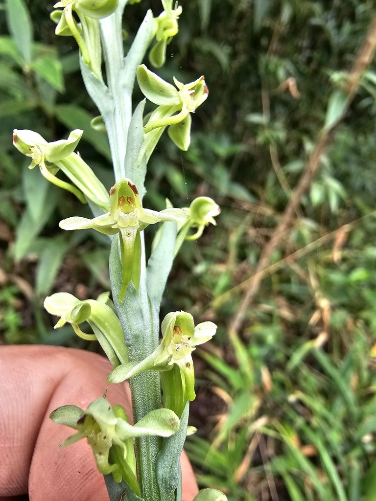 Habenaria josephensis