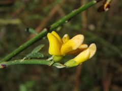 Genista fasselata