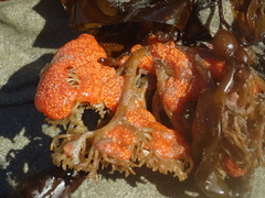 Aplidium benhami