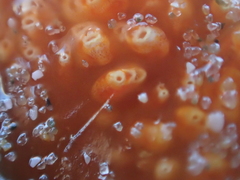 Aplidium benhami