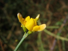 Genista fasselata