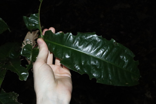 Image of Syzygium monospermum by (c) Thomas Mesaglio, some rights reserved (CC BY)
