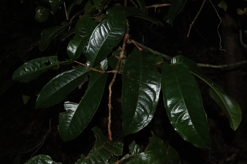 Image of Syzygium monospermum by (c) Thomas Mesaglio, some rights reserved (CC BY)
