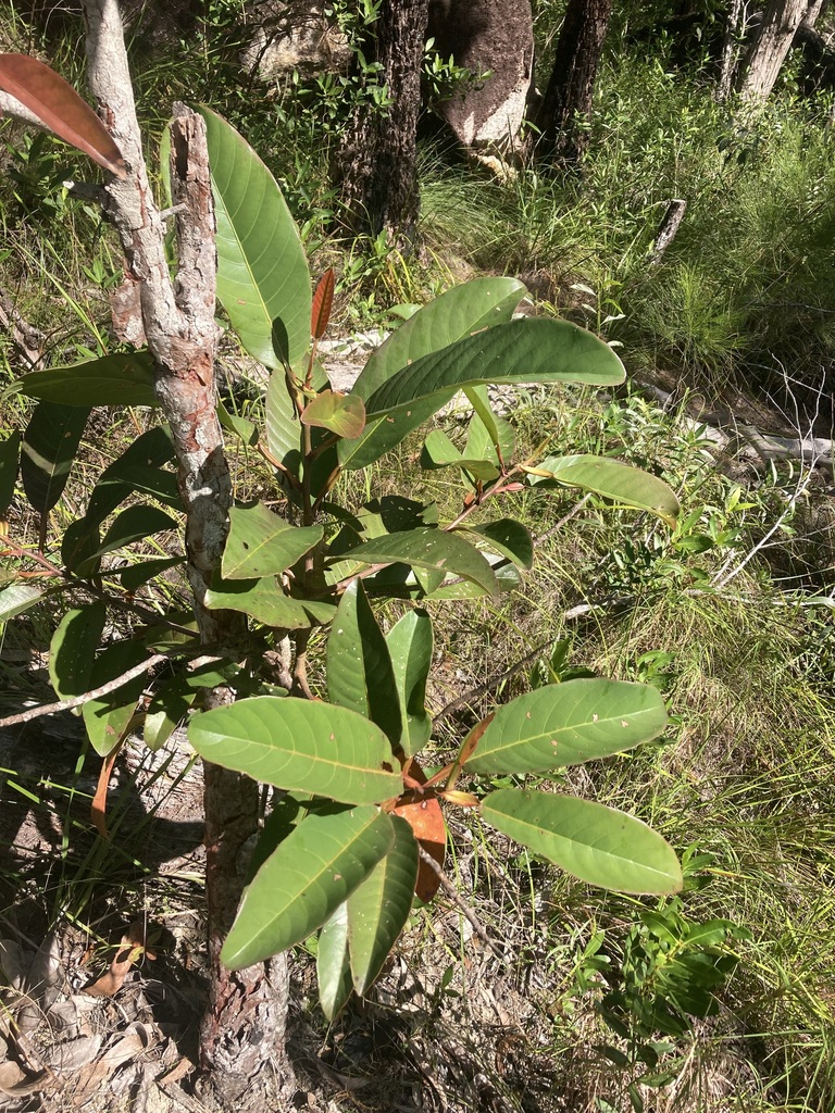 red beech from Fitzroy Island QLD 4871, Australia on May 30, 2023 at 10 ...