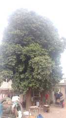 Ehretia tinifolia