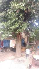 Ehretia tinifolia