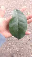 Ehretia tinifolia