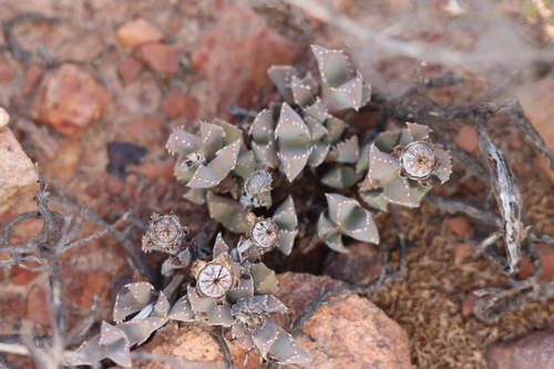 Cheiridopsis spiculata