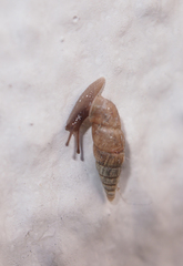 Phaedusini