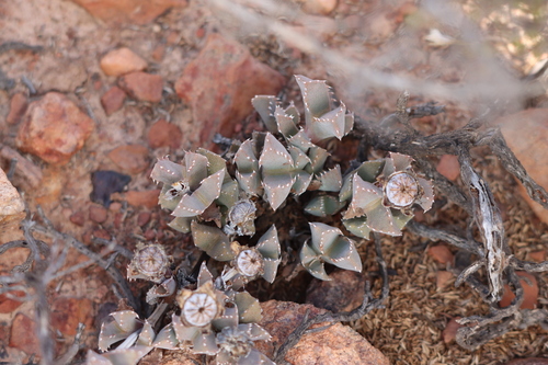 Cheiridopsis spiculata