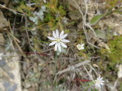 Stellaria gracilenta