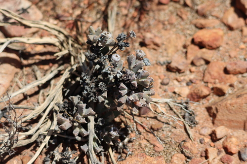 Cheiridopsis spiculata