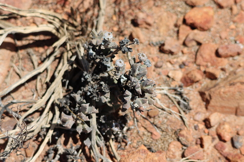 Cheiridopsis spiculata
