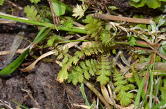 Leptinella tenella