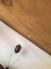 Orsilochides variabilis