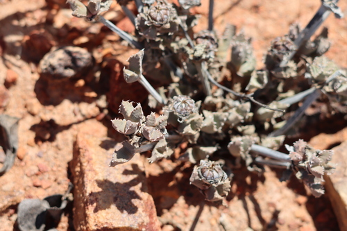 Cheiridopsis spiculata