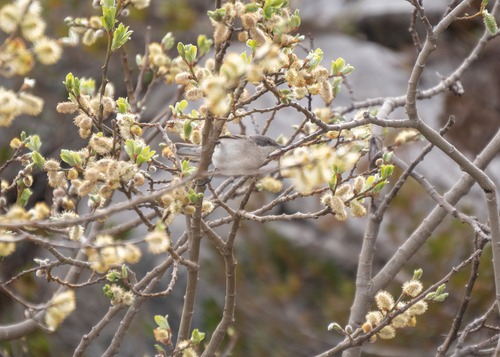 Lesser Whitethroat (Curruca curruca), photo 9