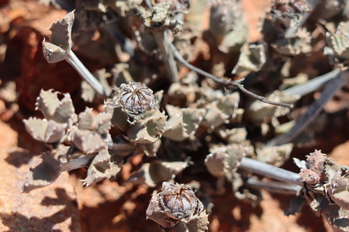 Cheiridopsis spiculata