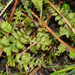 Leptinella tenella - Photo (c) Pat Enright,  זכויות יוצרים חלקיות (CC BY-NC), uploaded by Pat Enright
