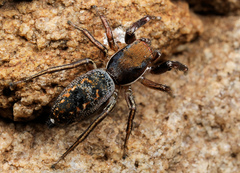 Natta chionogaster