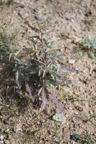 Scrophularia incisa