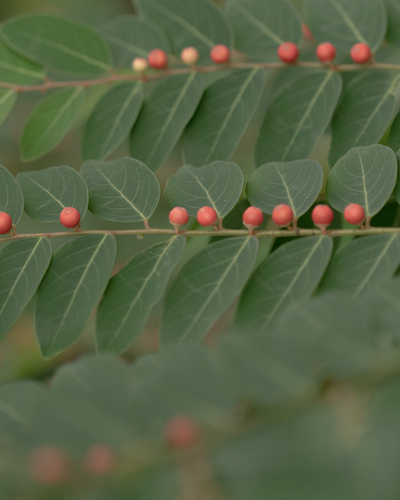 Breynia racemosa observed 2023-05-31