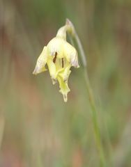 Gladiolus longicollis