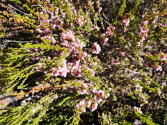 Erica argentea argentea
