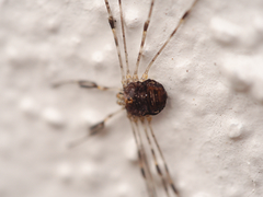 Dicranopalpus ramosus