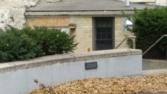 Cardinalis cardinalis