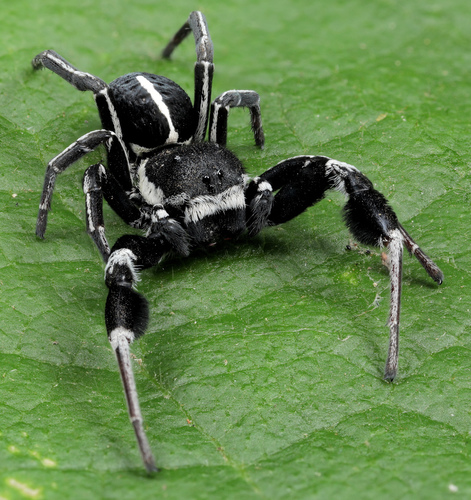 Arachnida