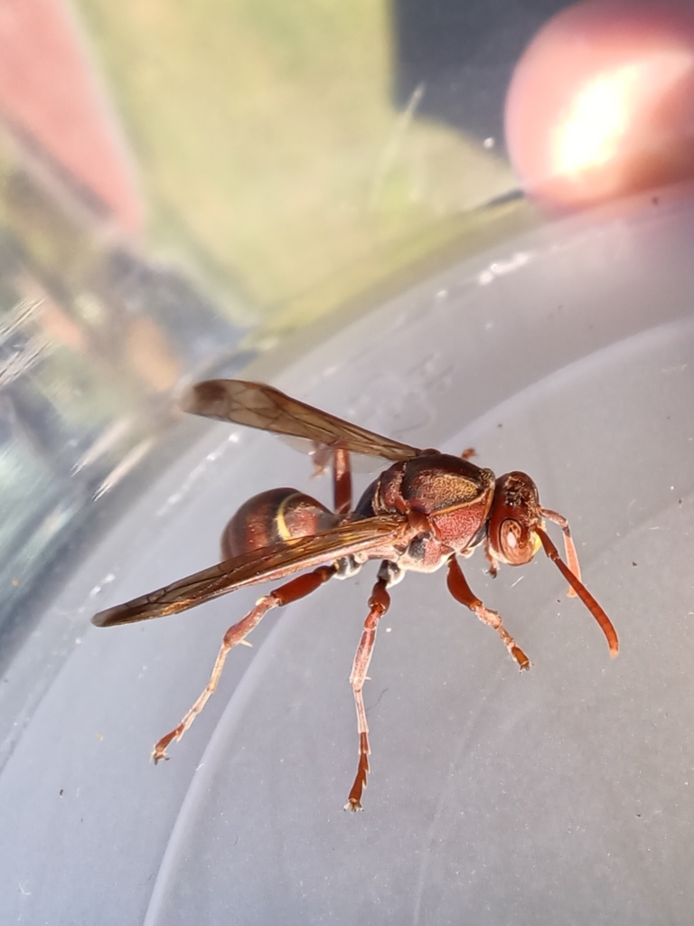 Polistes stigma townsvillensis from South West Rocks NSW 2431 ...
