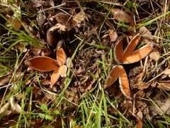 Chorioactis geaster image