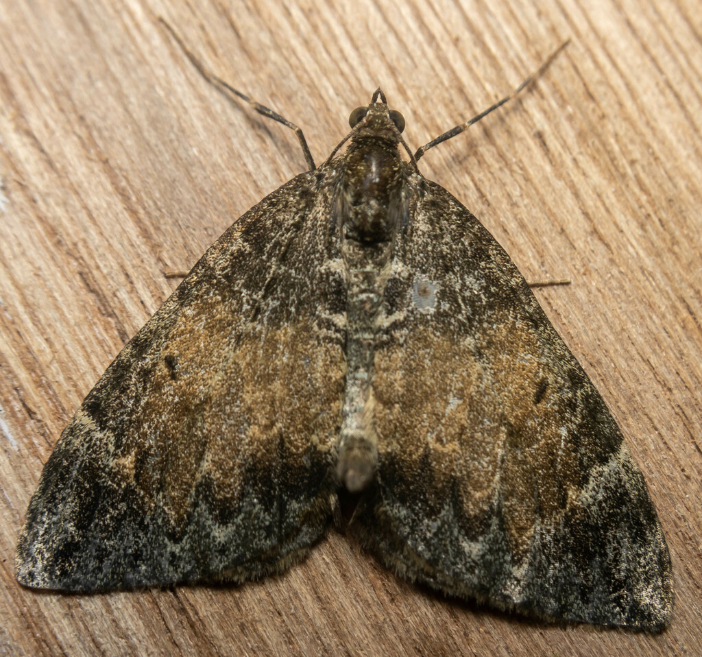 Common Marbled Carpet