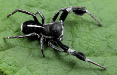 Stegodyphus africanus