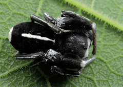 Stegodyphus africanus