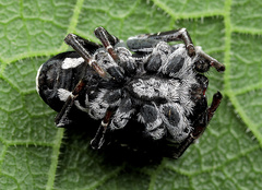 Stegodyphus africanus