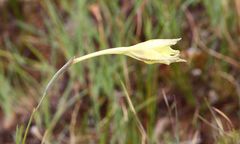 Gladiolus longicollis