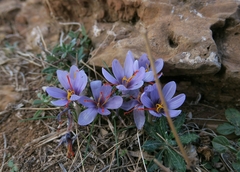 Crocus