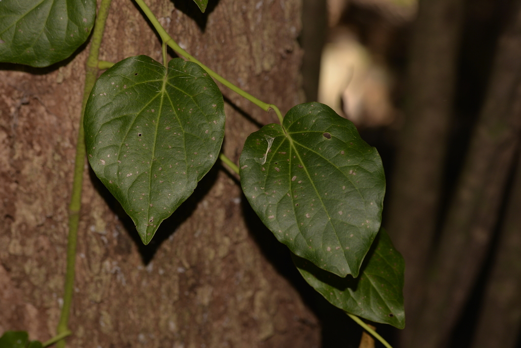 Australian Pepper Vine from Tamborine Mountain QLD 4272, Australia on May 27, 2023 at 1050 AM
