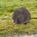 Australian Swamp Rat - Photo (c) James Bailey, some rights reserved (CC BY-NC), uploaded by James Bailey