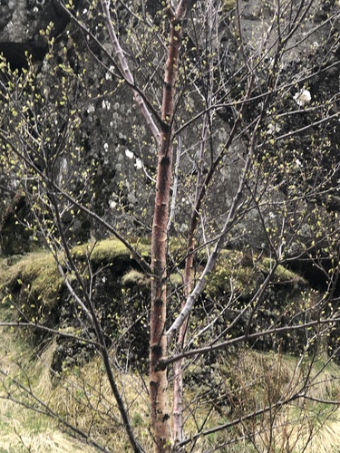 aralkovité (Araliaceae)