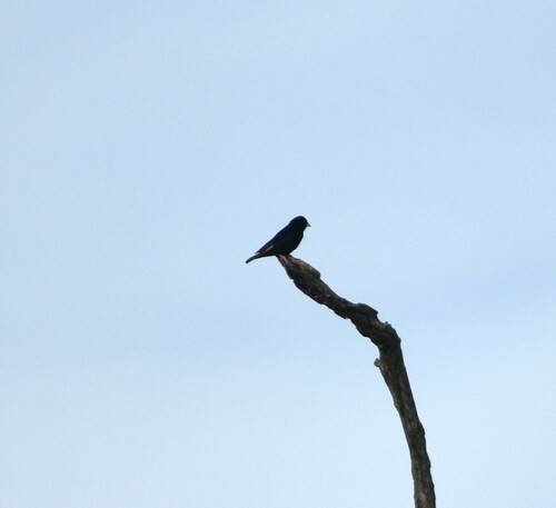 Purple Indigobird (Vidua purpurascens), photo 10