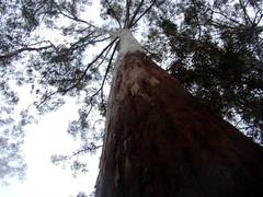 Eucalyptus diversicolor
