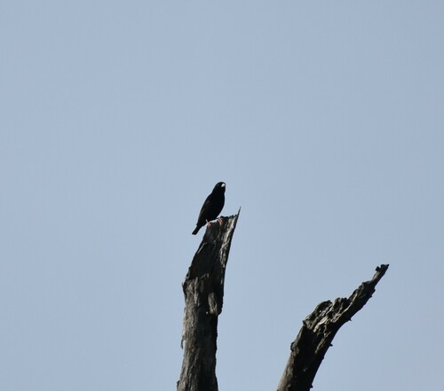 Purple Indigobird (Vidua purpurascens), photo 3