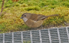 Pachycephala olivacea