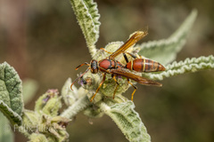 Polistes oculatus