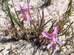 Pelargonium coronopifolium