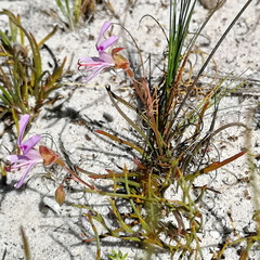 Pelargonium coronopifolium